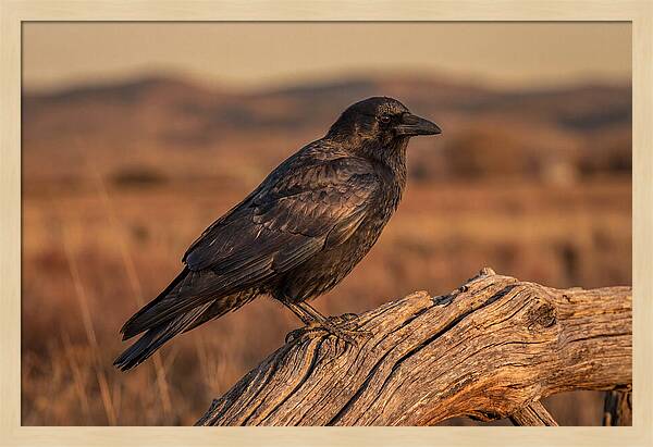 Crow Perched On Weathered Wood
