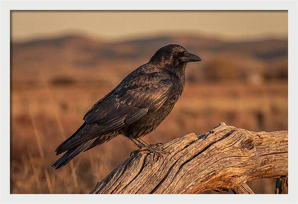 Crow Perched On Weathered Wood