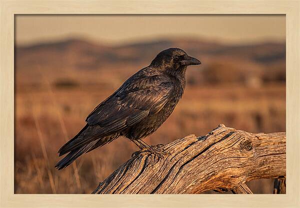 Crow Perched On Weathered Wood