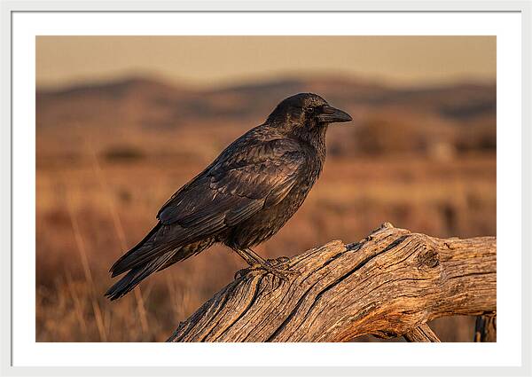 Crow Perched On Weathered Wood