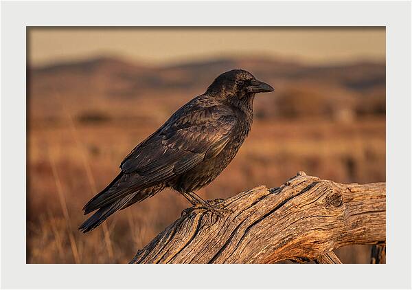 Crow Perched On Weathered Wood