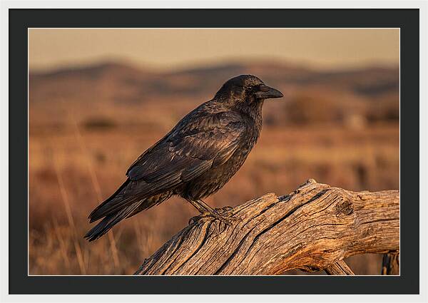 Crow Perched On Weathered Wood