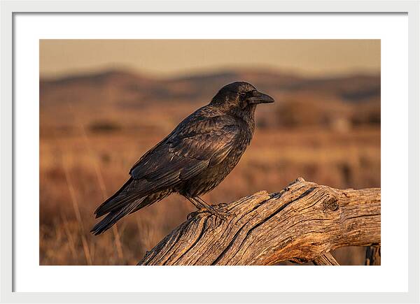 Crow Perched On Weathered Wood