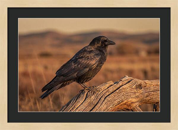 Crow Perched On Weathered Wood