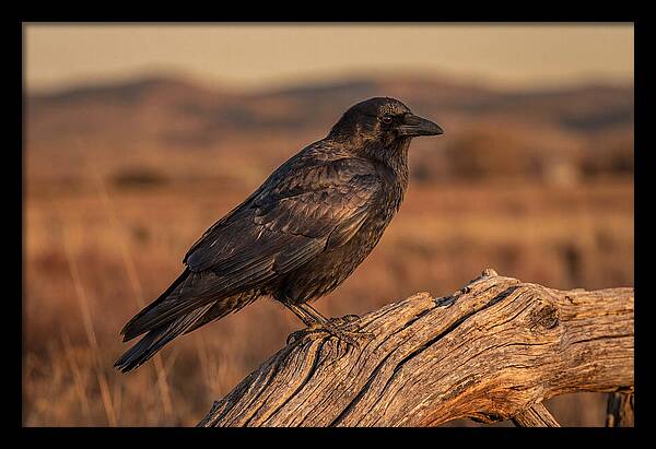 Crow Perched On Weathered Wood