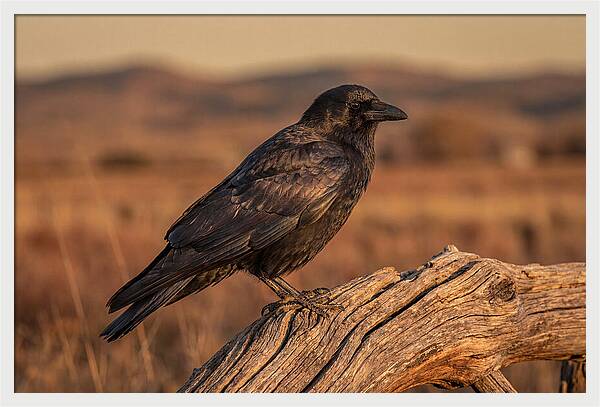 Crow Perched On Weathered Wood