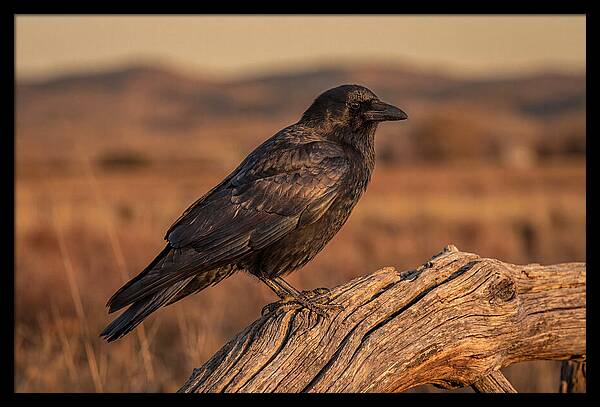 Crow Perched On Weathered Wood