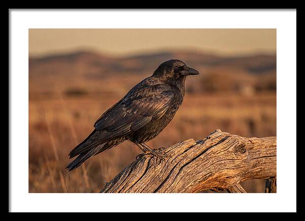 Crow Perched On Weathered Wood