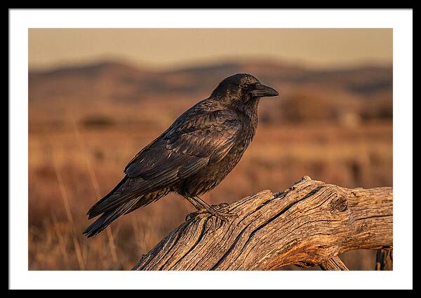 Crow Perched On Weathered Wood