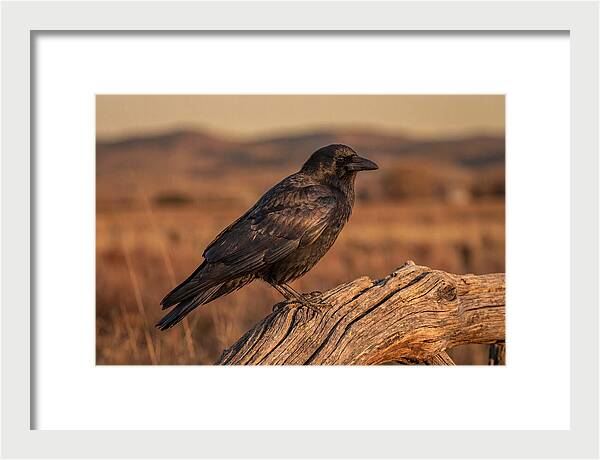 Crow Perched On Weathered Wood