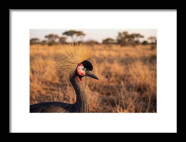Crowned Crane Majesty