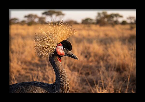Crowned Crane Majesty