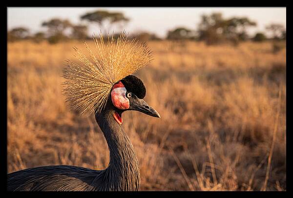 Crowned Crane Majesty