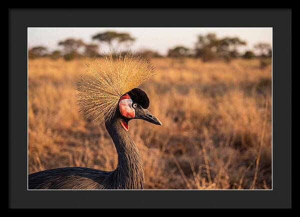 Crowned Crane Majesty