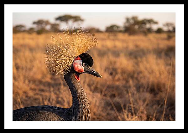 Crowned Crane Majesty