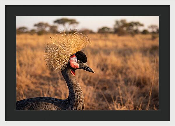 Crowned Crane Majesty