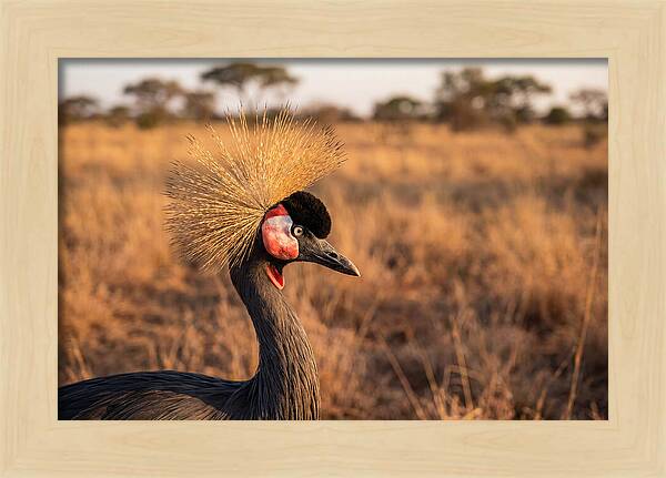Crowned Crane Majesty