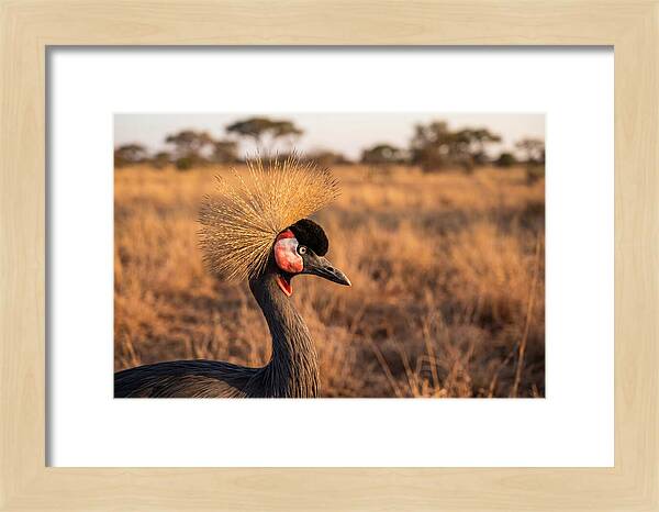 Crowned Crane Majesty