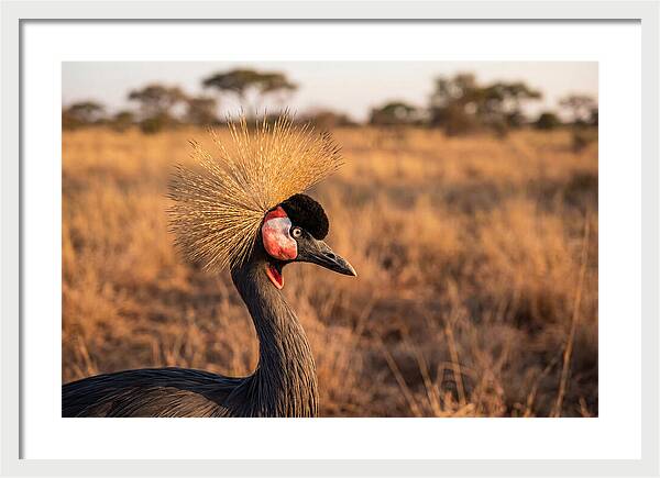 Crowned Crane Majesty