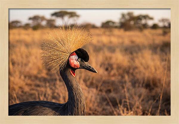 Crowned Crane Majesty