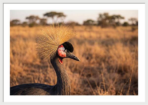 Crowned Crane Majesty