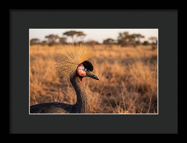 Crowned Crane Majesty