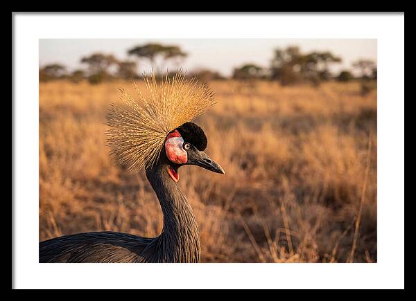 Crowned Crane Majesty