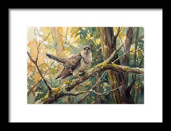 Cuckoo Perched In Nature