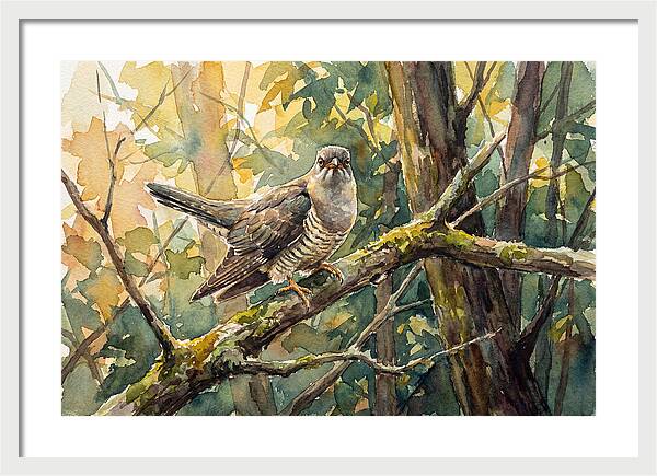 Cuckoo Perched In Nature