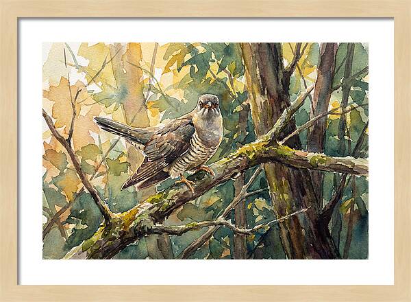 Cuckoo Perched In Nature