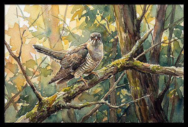 Cuckoo Perched In Nature