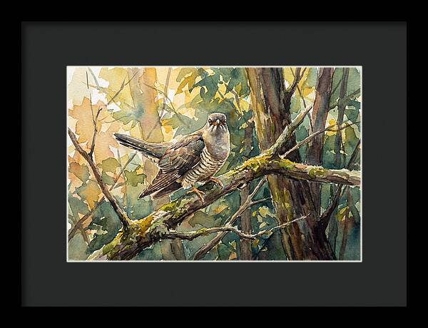 Cuckoo Perched In Nature