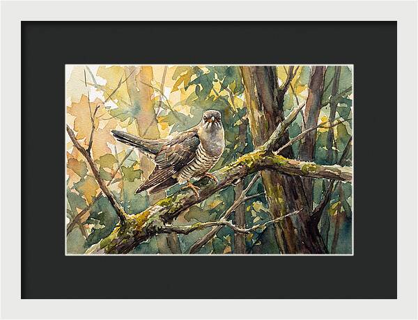 Cuckoo Perched In Nature