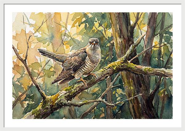 Cuckoo Perched In Nature