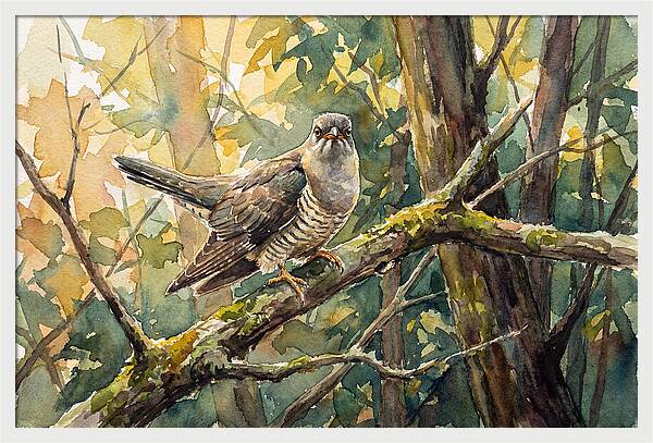 Cuckoo Perched In Nature