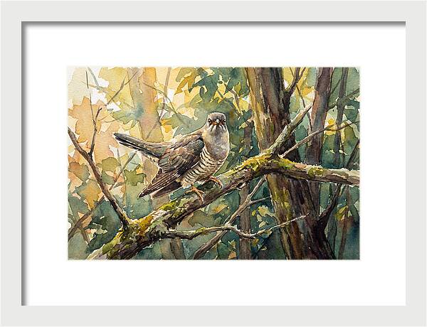 Cuckoo Perched In Nature