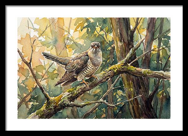Cuckoo Perched In Nature