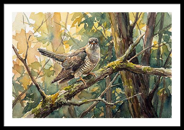 Cuckoo Perched In Nature