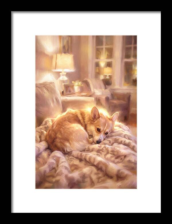 Cuddly Corgi In Warm Glow