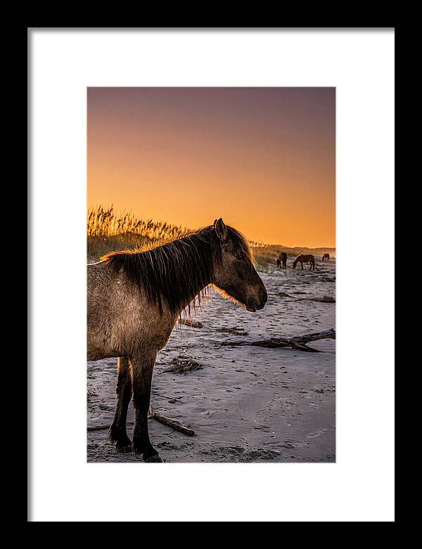 Cumberland Horses At Sunset