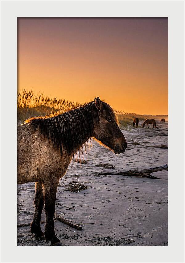 Cumberland Horses At Sunset