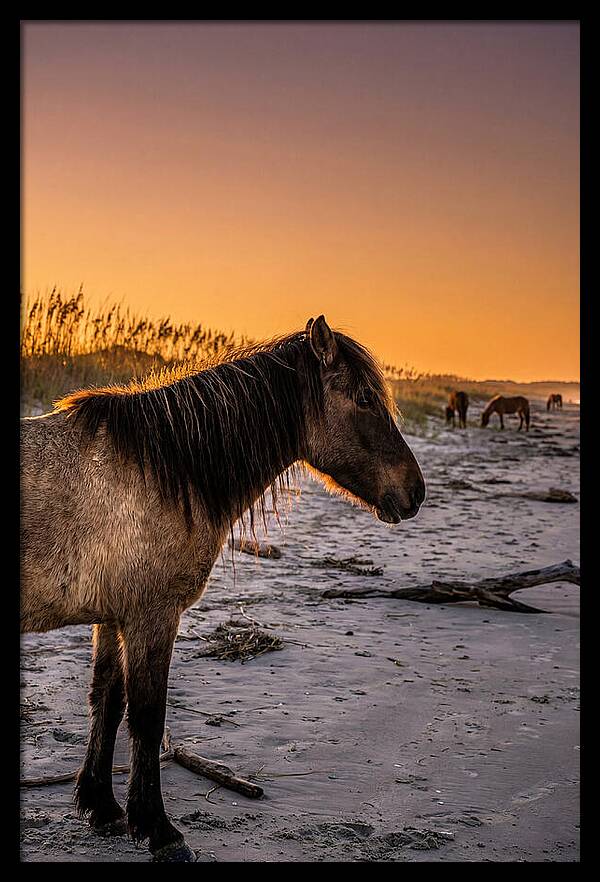 Cumberland Horses At Sunset