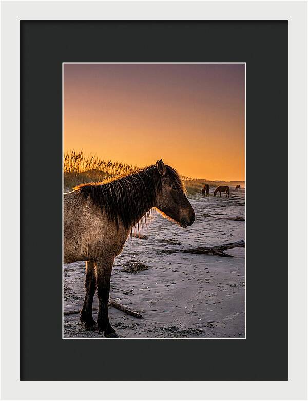 Cumberland Horses At Sunset