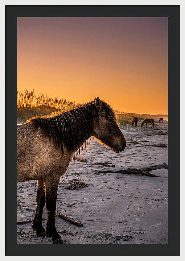 Cumberland Horses At Sunset