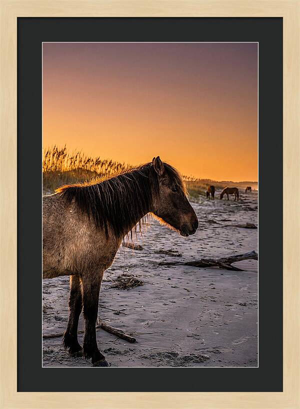 Cumberland Horses At Sunset