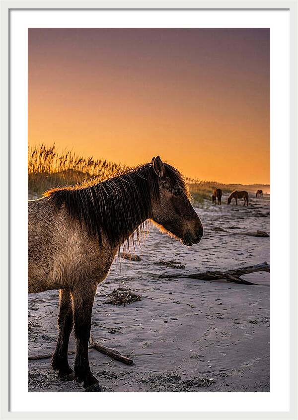 Cumberland Horses At Sunset