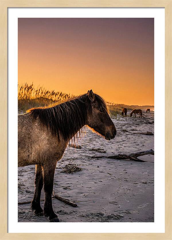 Cumberland Horses At Sunset