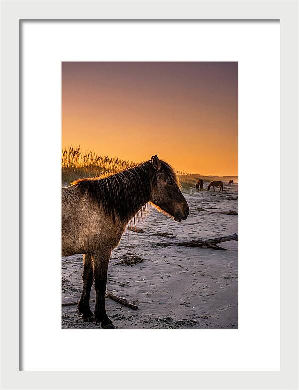 Cumberland Horses At Sunset
