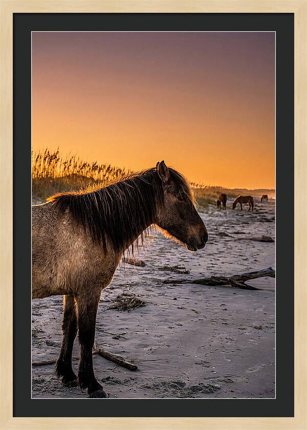 Cumberland Horses At Sunset