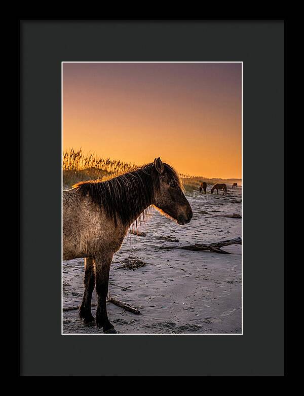 Cumberland Horses At Sunset